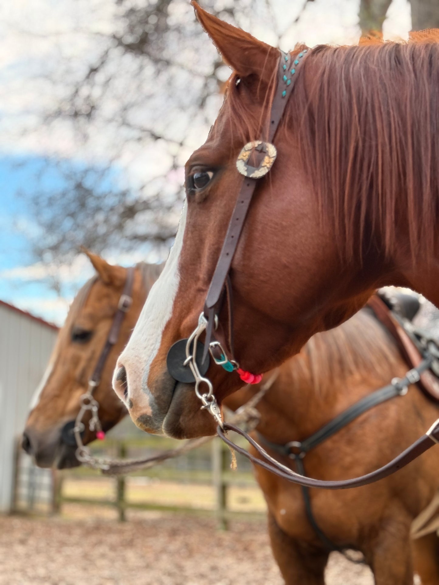 ⚡️Boca Brand X Buck The Stigma 🩷