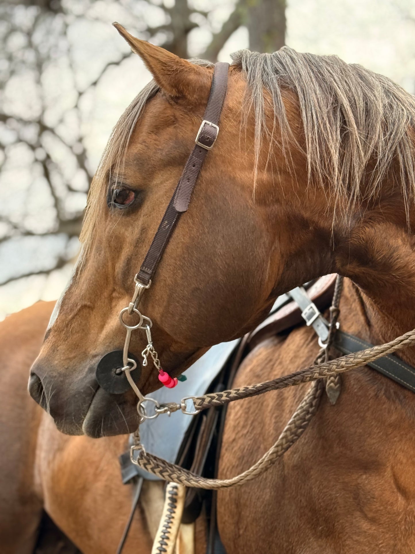 ⚡️Boca Brand X Buck The Stigma 🩷