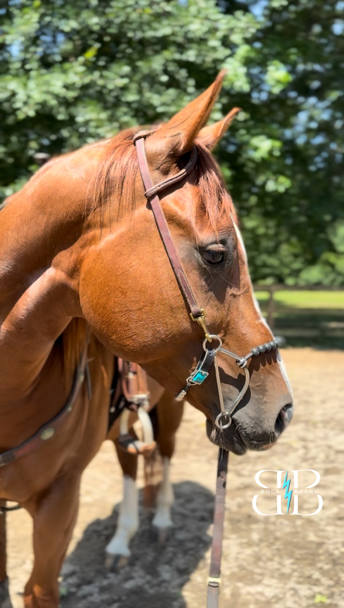 BOCA HACKAMORE — FlexRoller™ Noseband (Preorder)